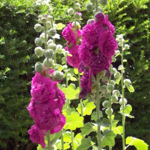 Malwa Chater's Double Purple-4.jpg