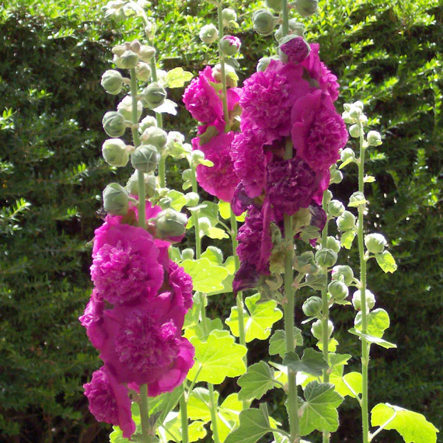 Malwa Chater's Double Purple-4.jpg