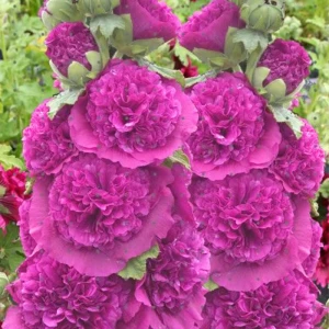 Malwa-Chater's-Double-Purple-3.jpg