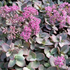 rozchodnik-sedum-matrona-3.jpg