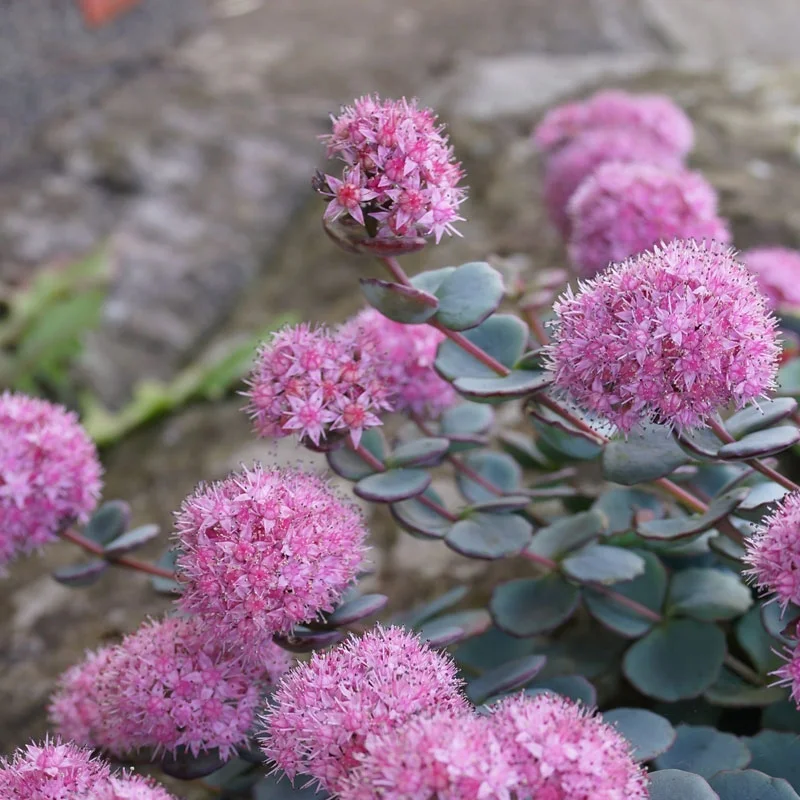 rozchodnik-sedum-matrona-2,jpg.webp