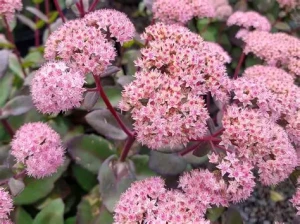 rozchodnik-sedum-matrona-1.jpg