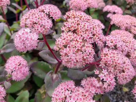 rozchodnik-sedum-matrona-1.jpg