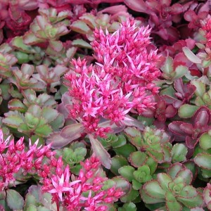 Rozchodnik-Purpureum-2.jpg