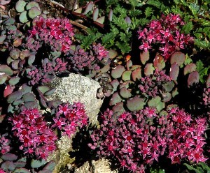 Rozchodnik-Purpureum-1.jpg