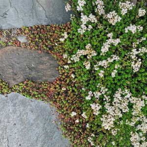 Rozchodnik-Biały-Sedum-Album-4.jpg