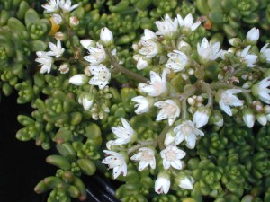 Rozchodnik-Biały-Sedum-Album-3.jpg