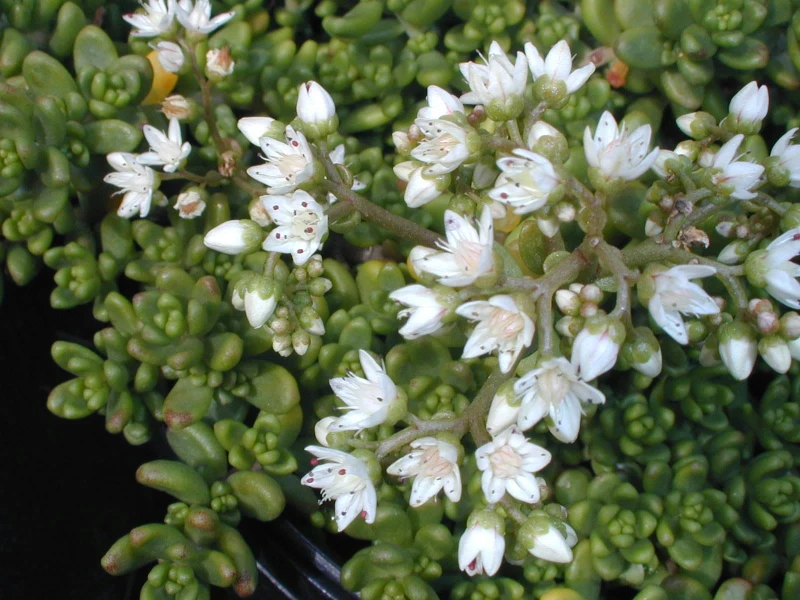 Rozchodnik-Biały-Sedum-Album-3.jpg