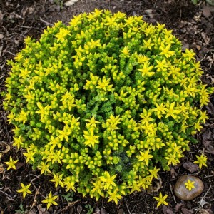rozchodnik-sedum-acre-ostry-5.jpg