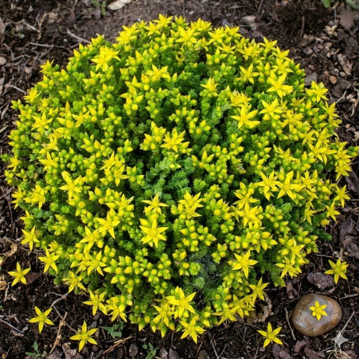 rozchodnik-sedum-acre-ostry-5.jpg