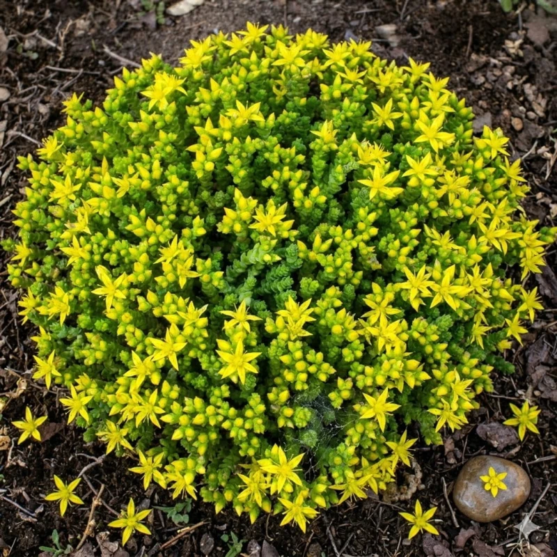 rozchodnik-sedum-acre-ostry-5.jpg