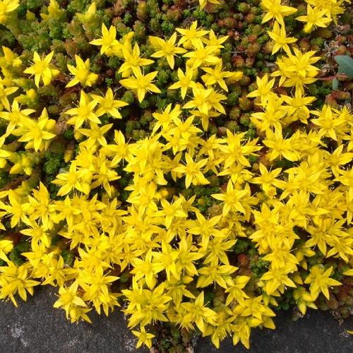 rozchodnik-sedum-acre-ostry-4.jpg