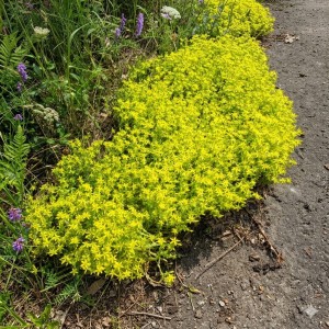 rozchodnik-sedum-acre-ostry-3.jpg