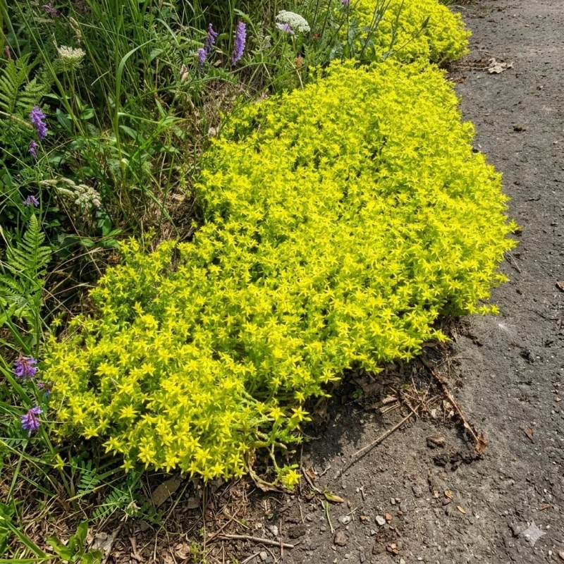rozchodnik-sedum-acre-ostry-3.jpg