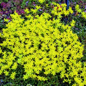 rozchodnik-sedum-acre-ostry-1.jpg
