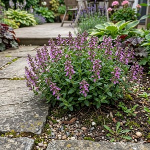Ożanka-właściwa-teucrium-chmaedrys-5.jpg