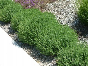 Ożanka-właściwa-teucrium-chmaedrys-4.jpg