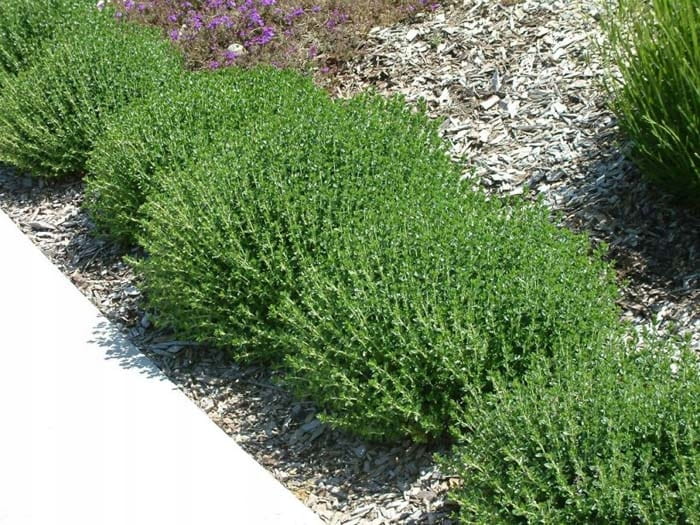 Ożanka-właściwa-teucrium-chmaedrys-4.jpg