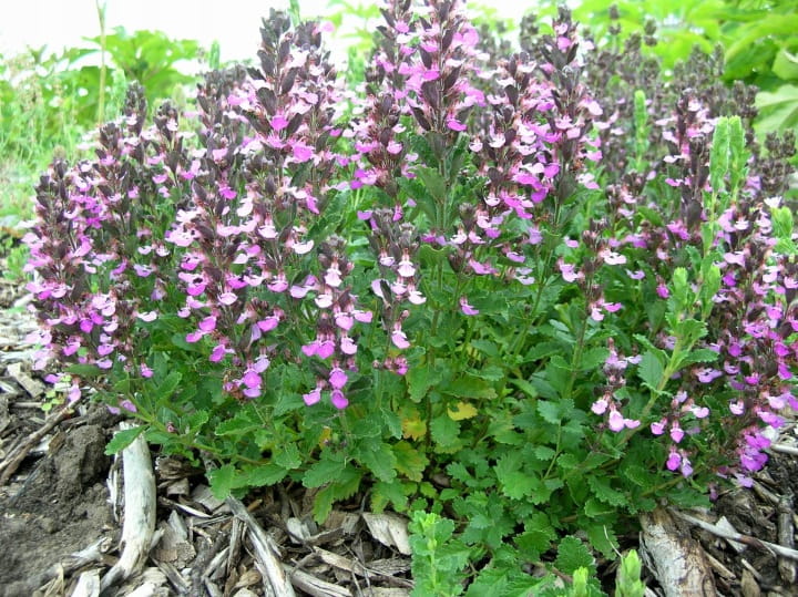 Ożanka-właściwa-teucrium-chmaedrys-3.jpg