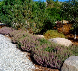 Ożanka-właściwa-teucrium-chmaedrys-2.jpg