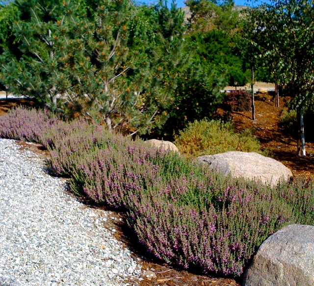 Ożanka-właściwa-teucrium-chmaedrys-2.jpg