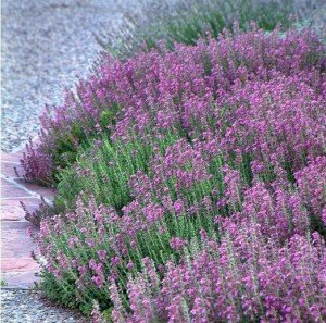 Ożanka-właściwa-teucrium-chmaedrys-1.jpg