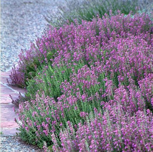 Ożanka-właściwa-teucrium-chmaedrys-1.jpg