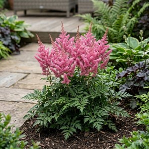tawułka-chińska-astilbe-chinensis-pumila-7.jpg