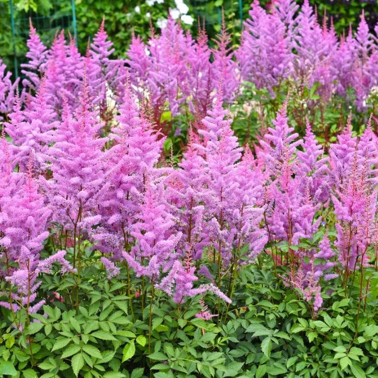 tawułka-chińska-astilbe-chinensis-pumila-6.jpg