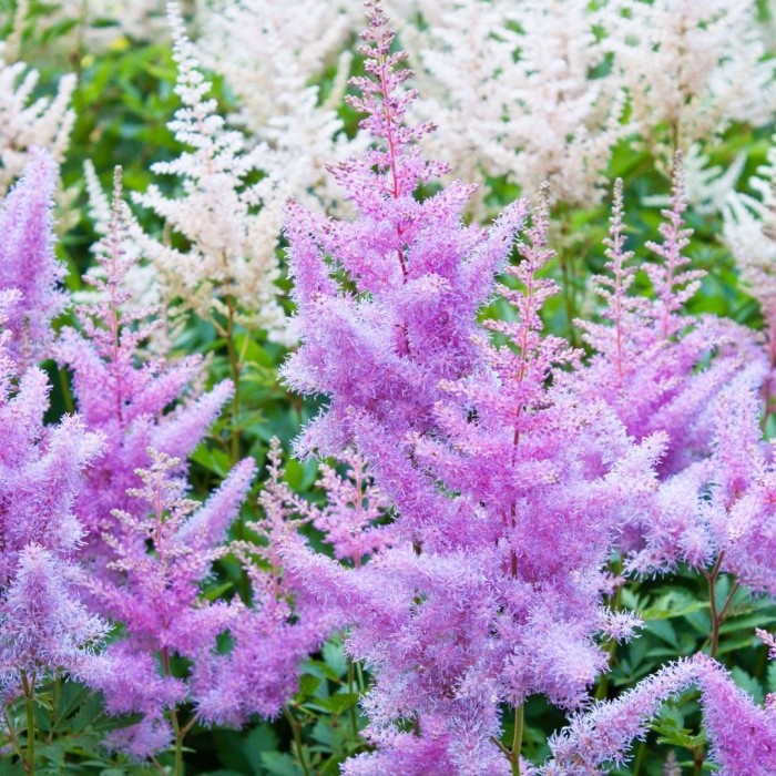 tawułka-chińska-astilbe-chinensis-pumila-5.jpg