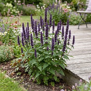 kłosowiec-agastache-black-adder-5.jpg