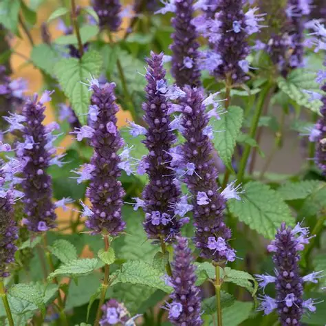 kłosowiec-agastache-black-adder-3.jpg