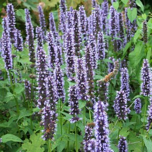 kłosowiec-agastache-black-adder-2.jpg