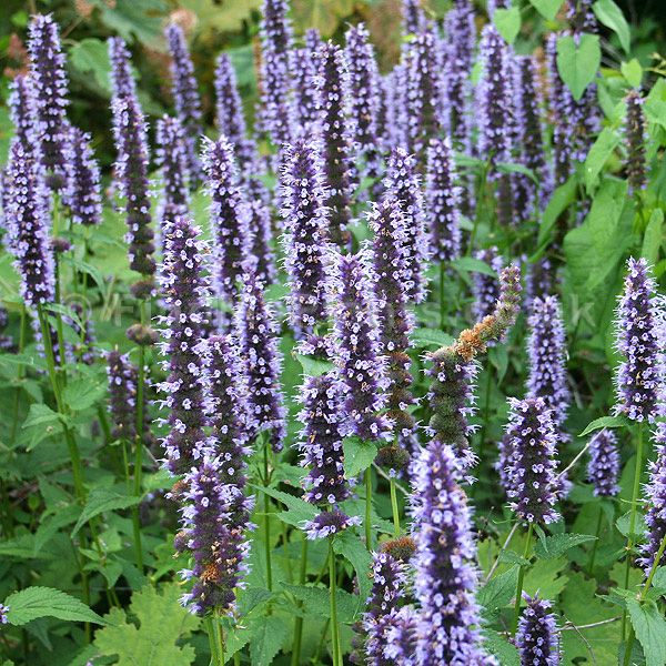 kłosowiec-agastache-black-adder-2.jpg