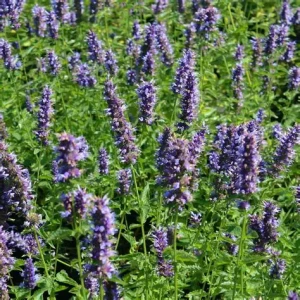 kłosowiec-agastache-black-adder-1.jpg