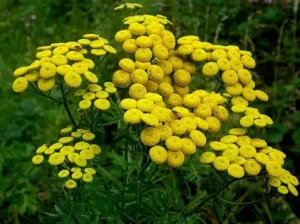tanacetum-vulgare-vrotycz-pospolity-3.jpg