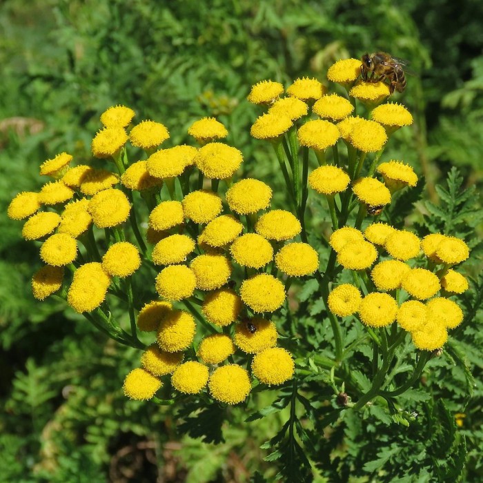 tanacetum-vulgare-vrotycz-pospolity-1 (1).jpg