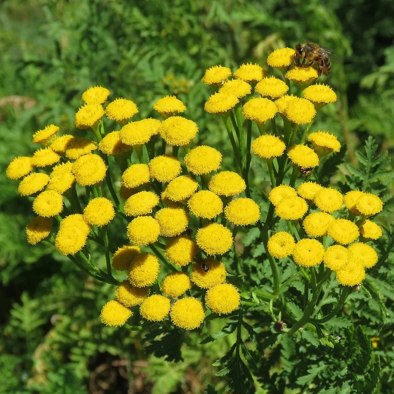 tanacetum-vulgare-vrotycz-pospolity-1 (1).jpg