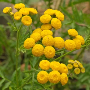tanacetum-vulgare-vrotycz-pospolity-2.jpg