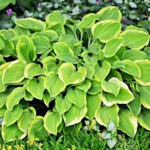 Hosta Guacamole-5 (1).jpg