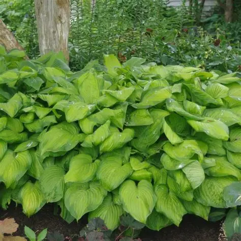 Hosta-Guacamole-FUNKIA-4.JPG