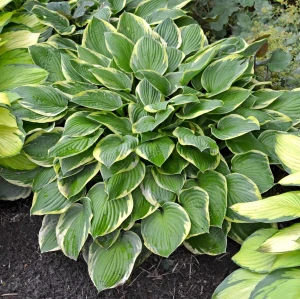Funkia-Hosta-Guacamole-3.jpg