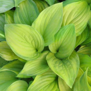 Funkia-Hosta-Guacamole-1.jpg
