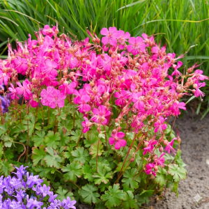 Bodziszek-korzeniasty-Geranium-macrorrhizum-4.png