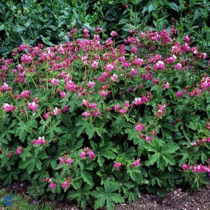 Bodziszek-korzeniasty-Geranium-macrorrhizum-3.jpg