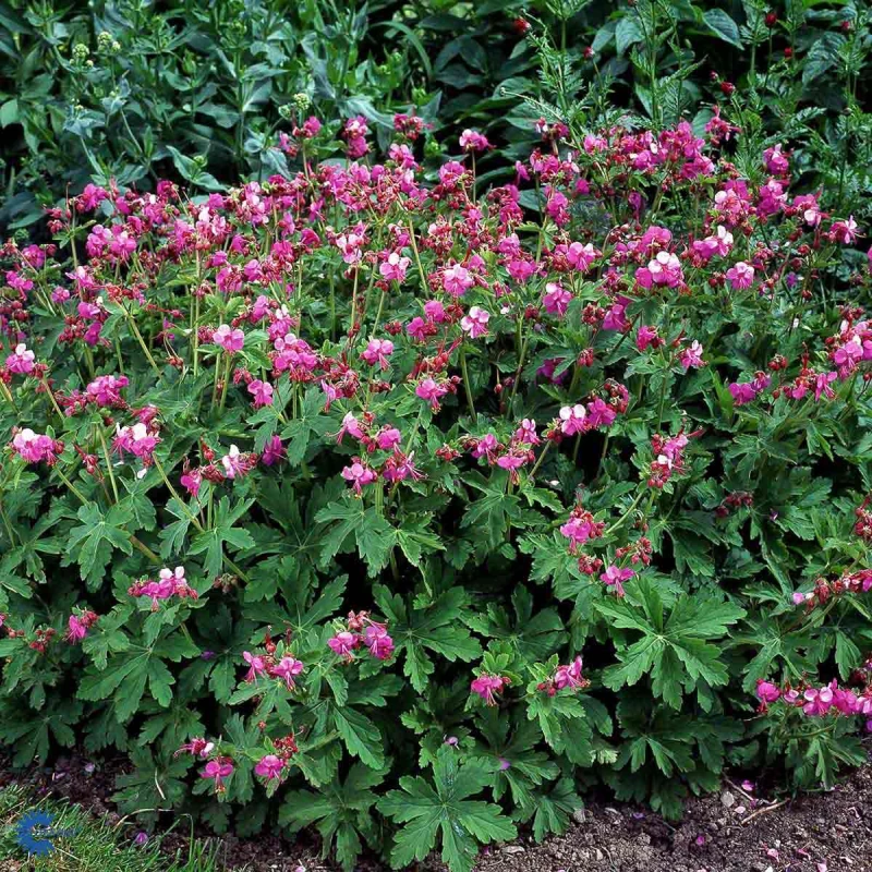 Bodziszek-korzeniasty-Geranium-macrorrhizum-3.jpg