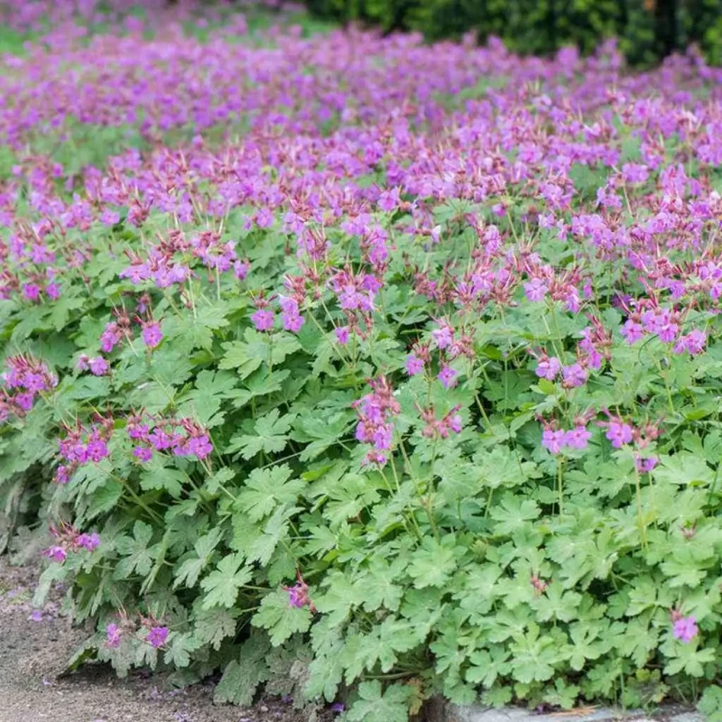 Bodziszek-korzeniasty-Geranium-macrorrhizum-2.jpg