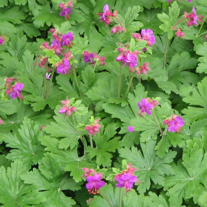 Bodziszek-korzeniasty-Geranium-macrorrhizum-1.jpg