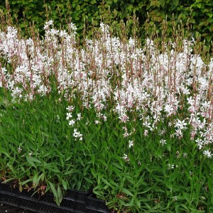 Gaura-Lindheimera-biała-różowa-4.jpg