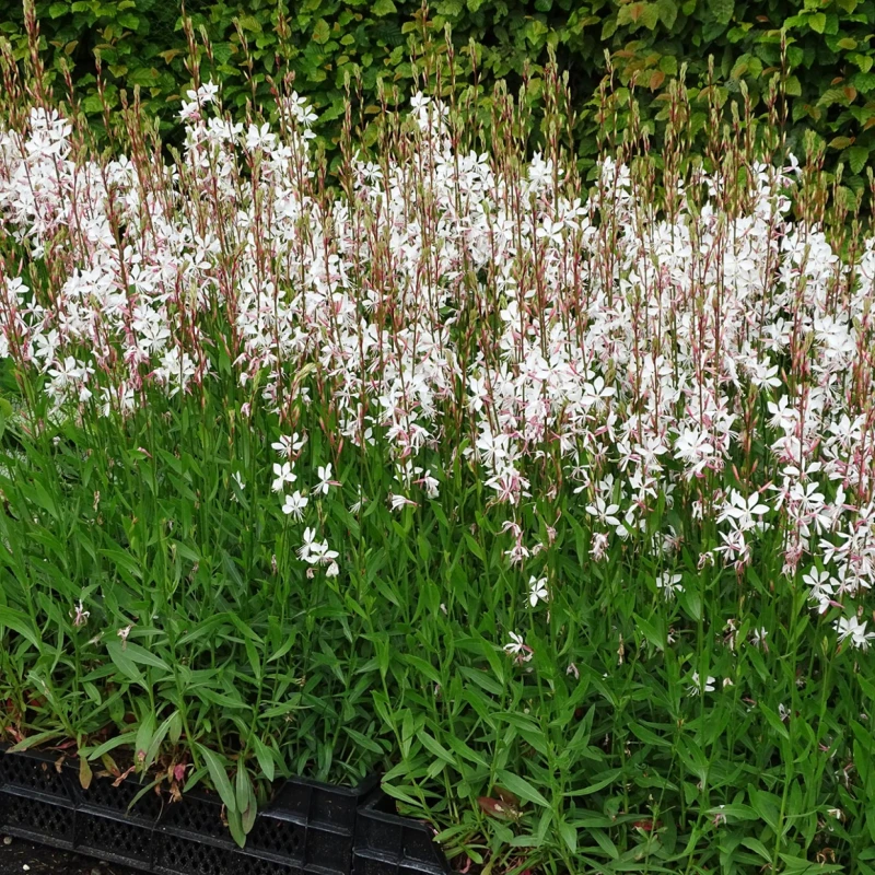 Gaura-Lindheimera-biała-różowa-4.jpg